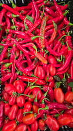 Hot red Cayenne's freshly picked from the field