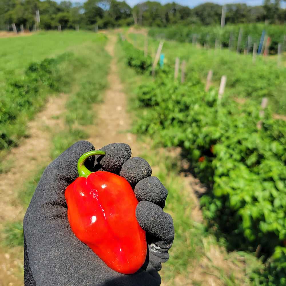 Rugged Jack's Hot Sauce