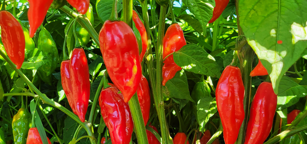 Rugged Jack's Hot Sauce