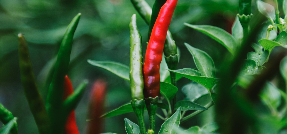 Rugged Jack's Hot Sauce