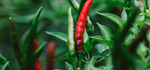 Rugged Jack's Hot Sauce